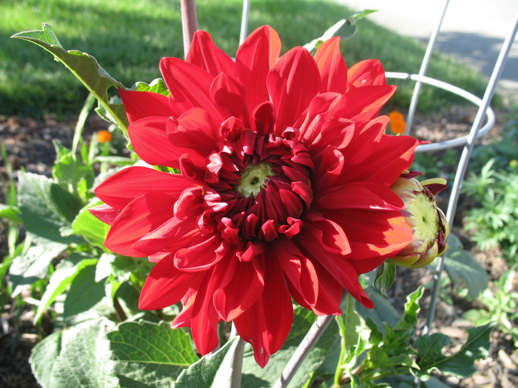 Lawn and Gardens 06.11.2018  (3)