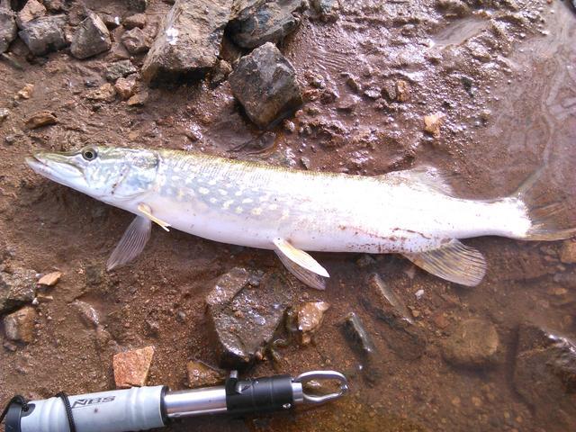 pike-2.jpg