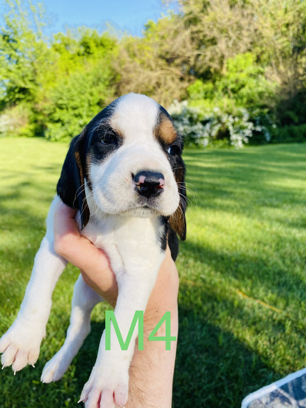 3A0B0AEA-4591-440D-AECE-1388D5749811