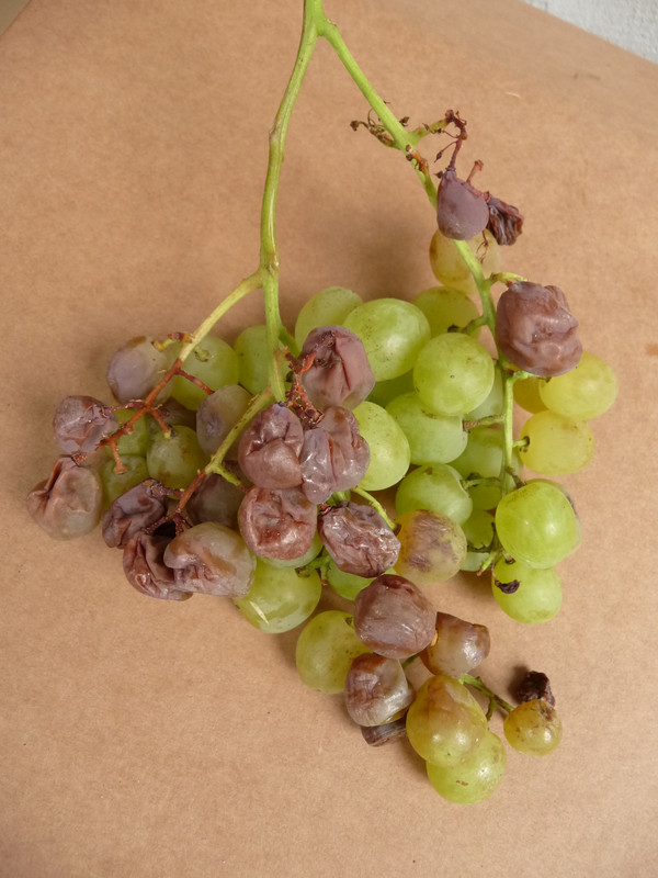 P1250114 — Postimages