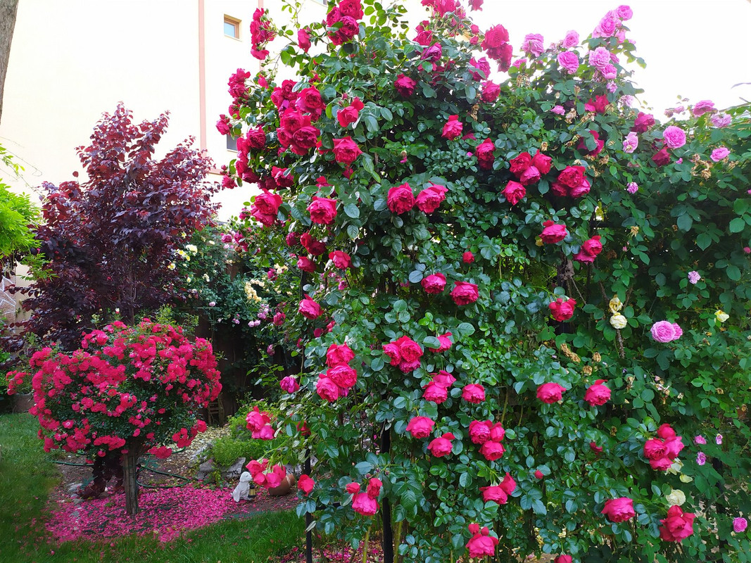 IMG_20200607_200020