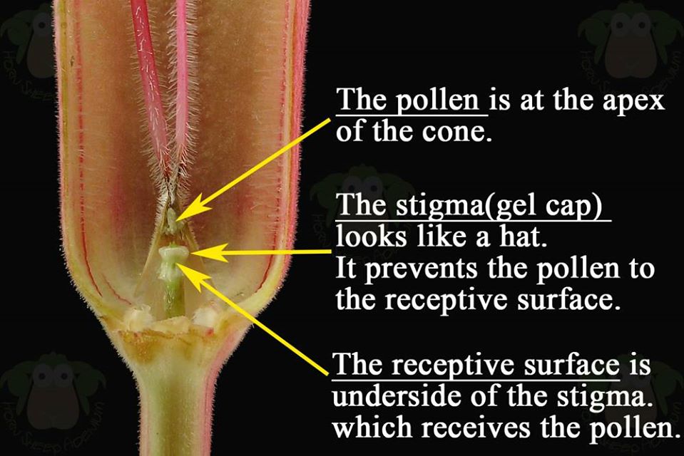 stigma-pollen-of-adenium-flower.jpg