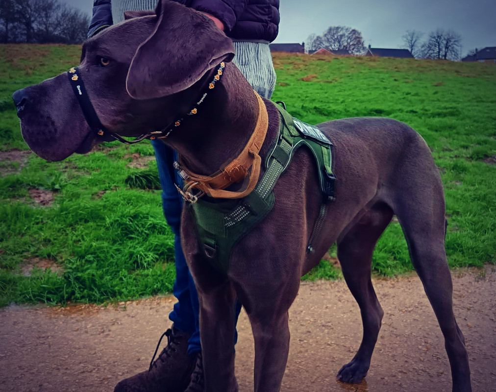 Walking Scooby