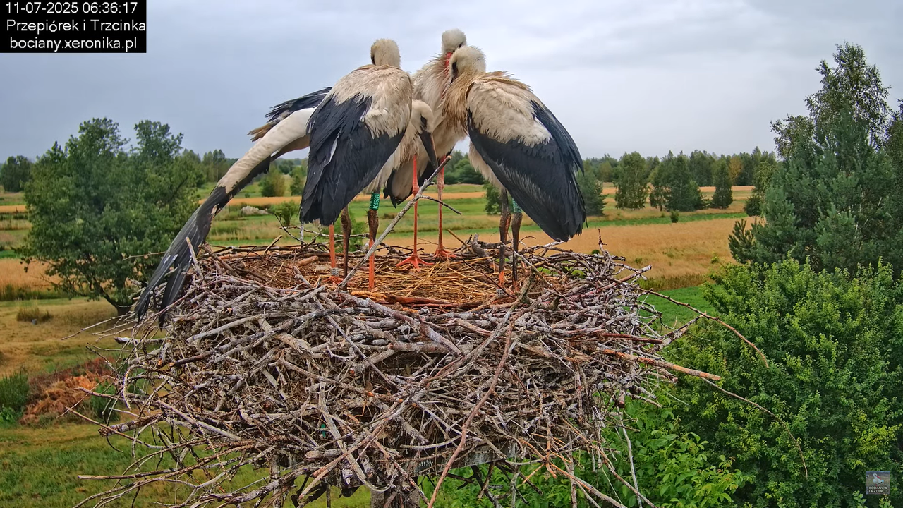 11072025bociany14