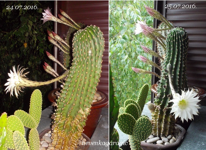 49-DSCN1729-786-575-24. i 25.07.