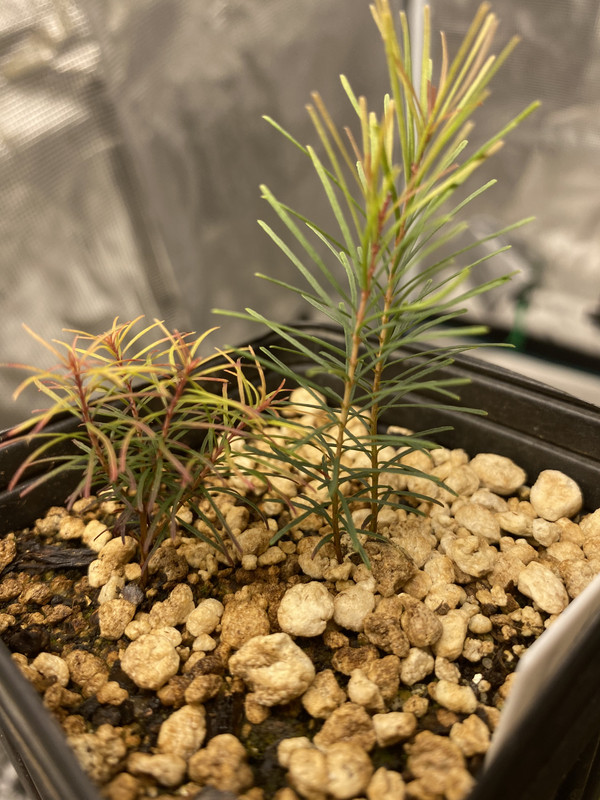 5418A151-87C2-4F4D-AC2C-BFB502C00CA1