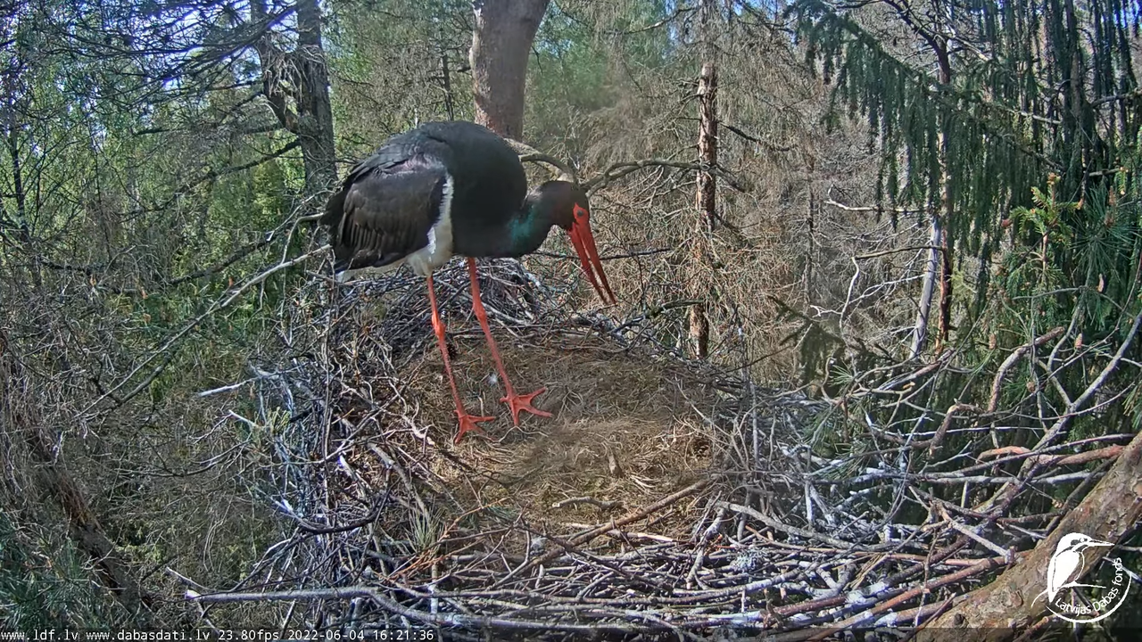 Melnais stārķis (Ciconia nigra) Siguldas novadā - LDF tiešraide 11-36-12 screenshot