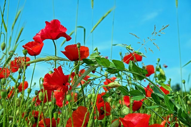 red-poppy-2462301-960-720