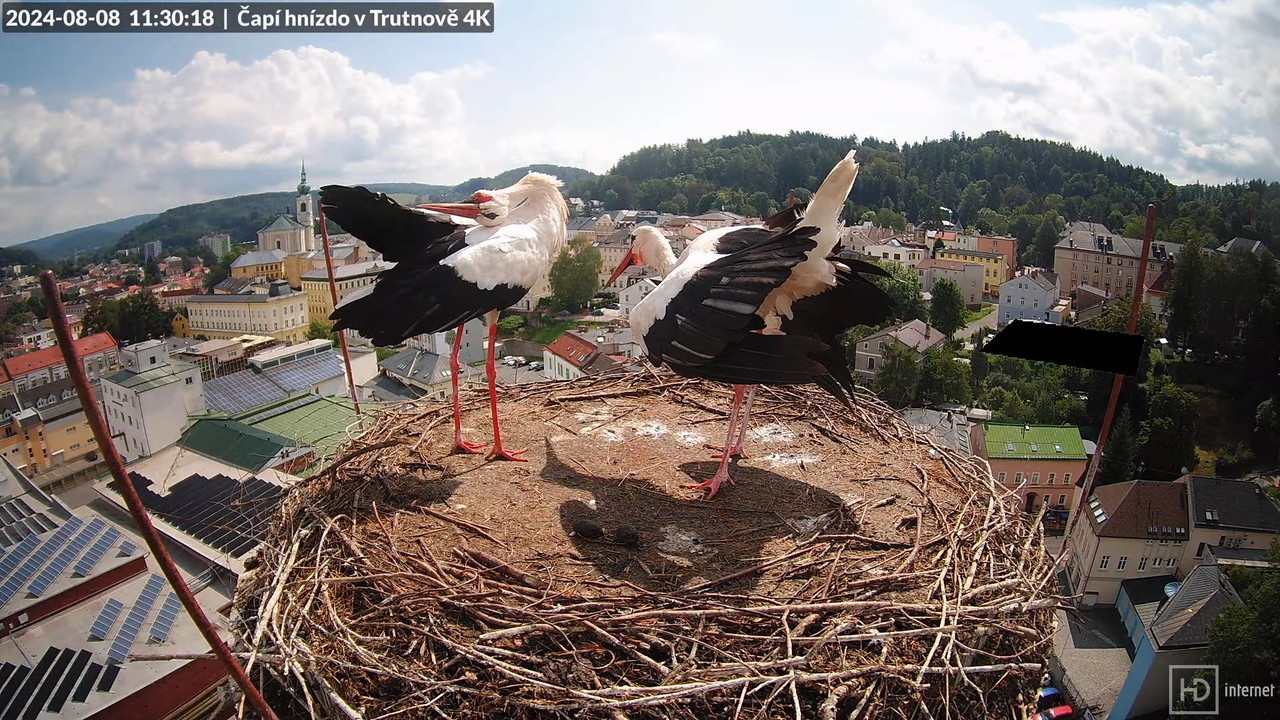 Tiešraidē no stārķa ligzdas uz alus darītavas skursteņa Trutnovā 15-55-38 screenshot