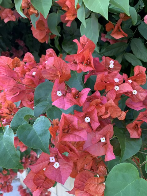 [Image: 6-D41-DD52-8-EF8-4-D1-E-B07-B-80-AA13-DCFDFD.jpg]