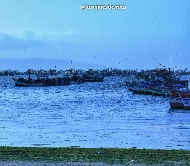 3 SEMANAS EN PERÚ del Amazonas a Machu Picchu 2019 - Blogs de Peru - Día 4. Paracas día de relax (7)