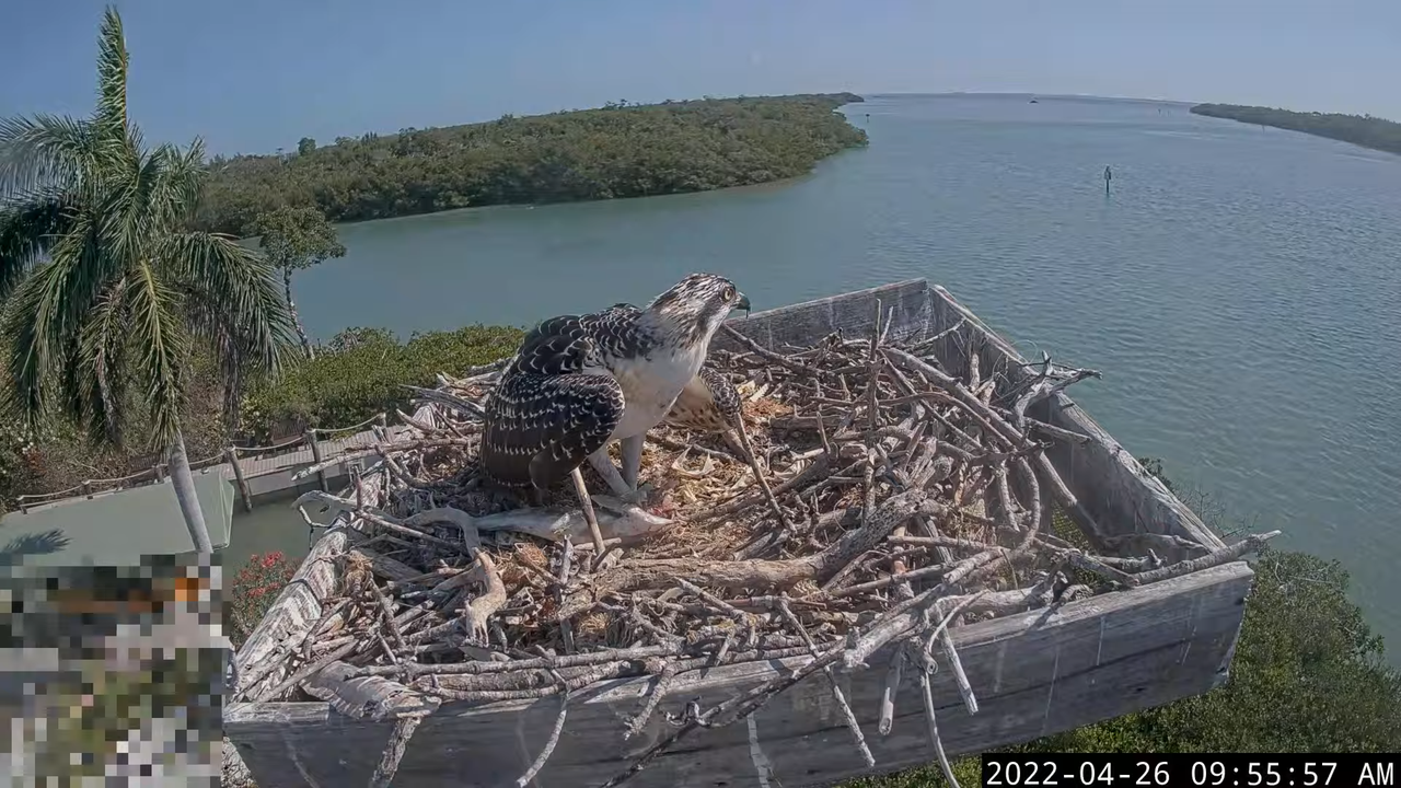 Captiva Osprey Cam 9-16-9 screenshot (1)