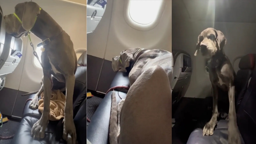 Darwin, anjing pelayan dengan bobot 63 kg.