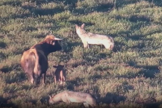 Video Viral: Una vaca defiende a su cría de una manada de lobos