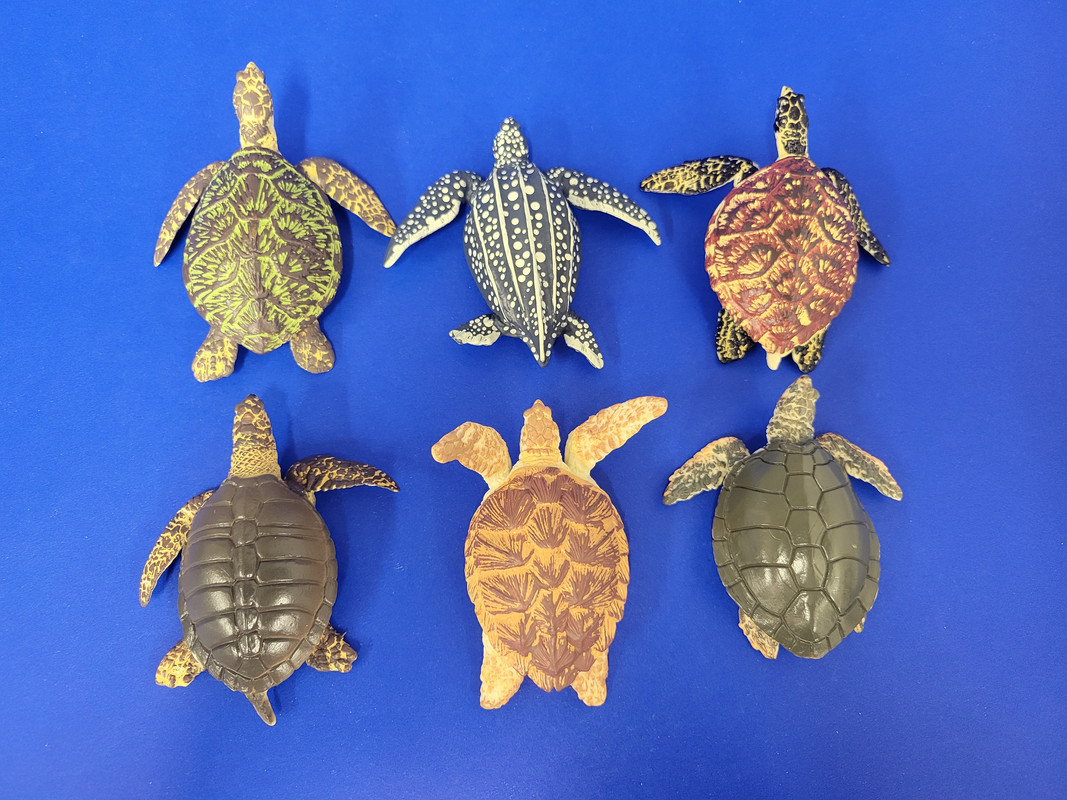 Turtle Toony Toymany Sea Turtles!