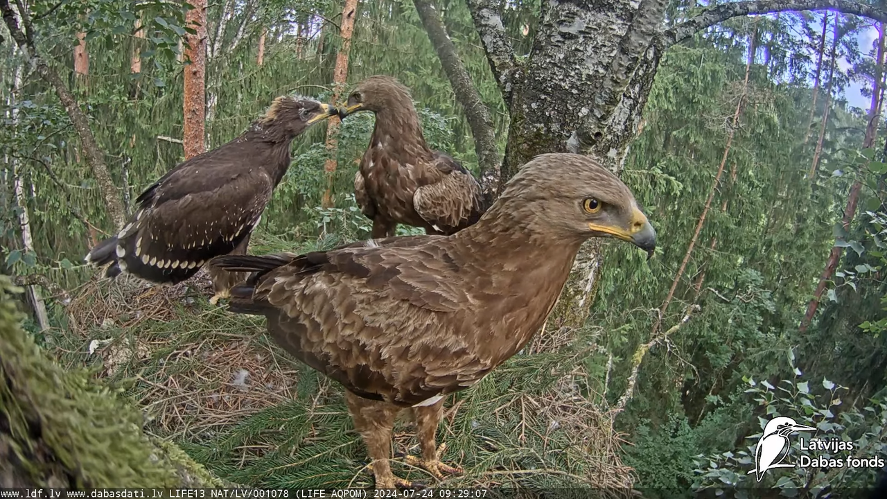 Mazais ērglis (Clanga pomarina), ligzda bērzā - LDF tiešraide 10-0-47 screenshot