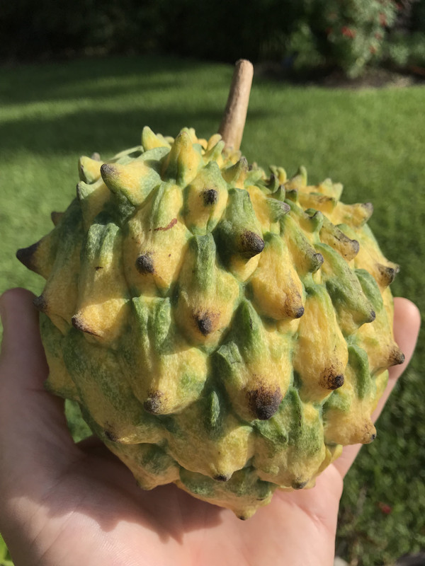 Rollinafruitripen42018