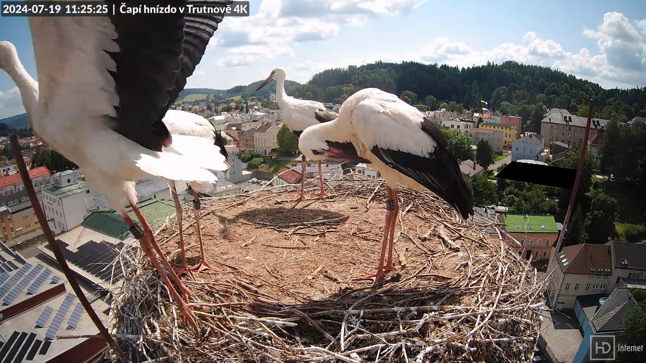 Tiešraidē no stārķa ligzdas uz alus darītavas skursteņa Trutnovā 12-45-40 screenshot