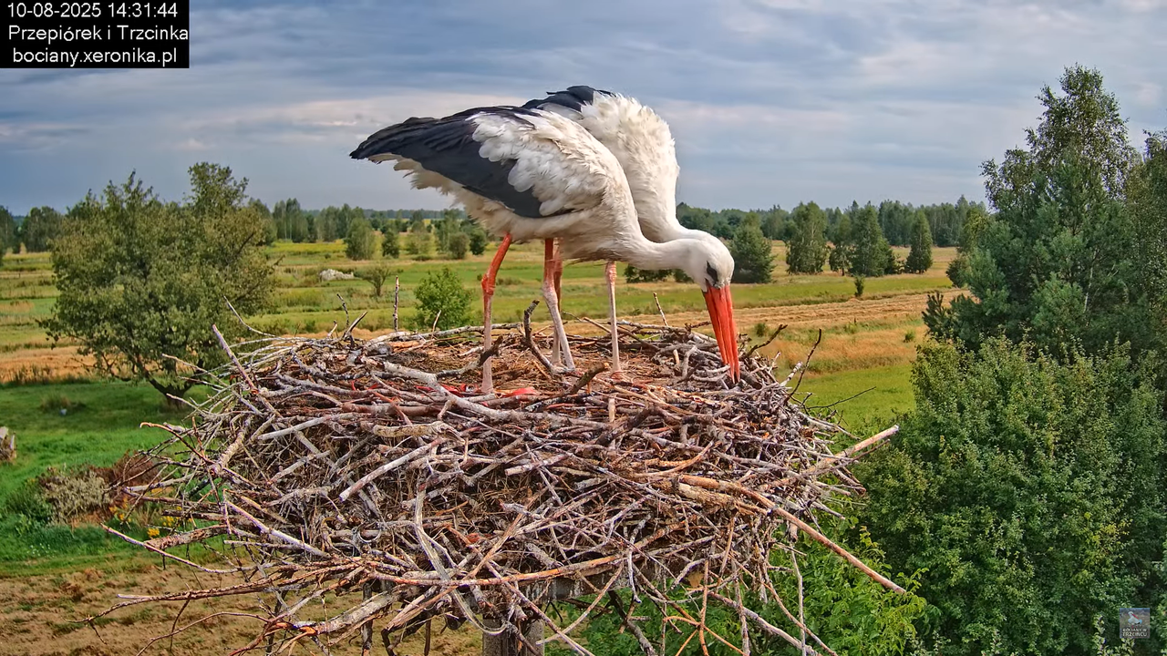 10082025bociany24