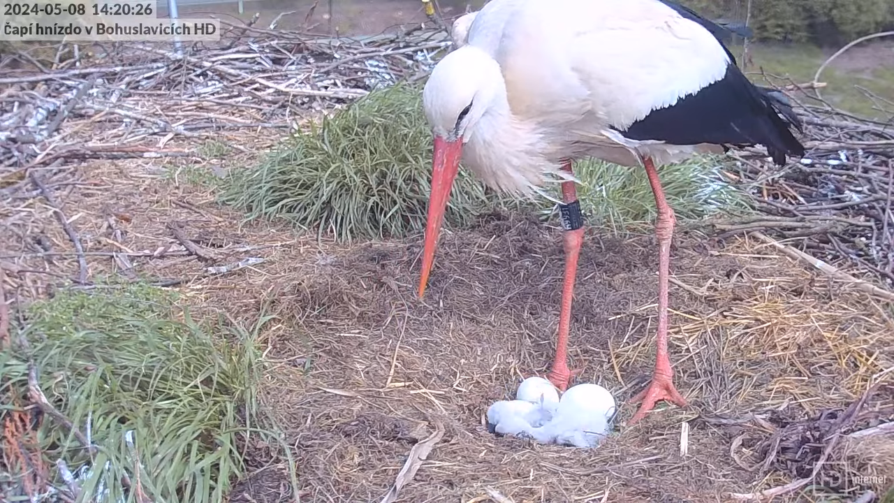 Tiešraide no stārķa skursteņa Bohuslavicē pie Trutnovas HD formātā 6-40-20 screenshot