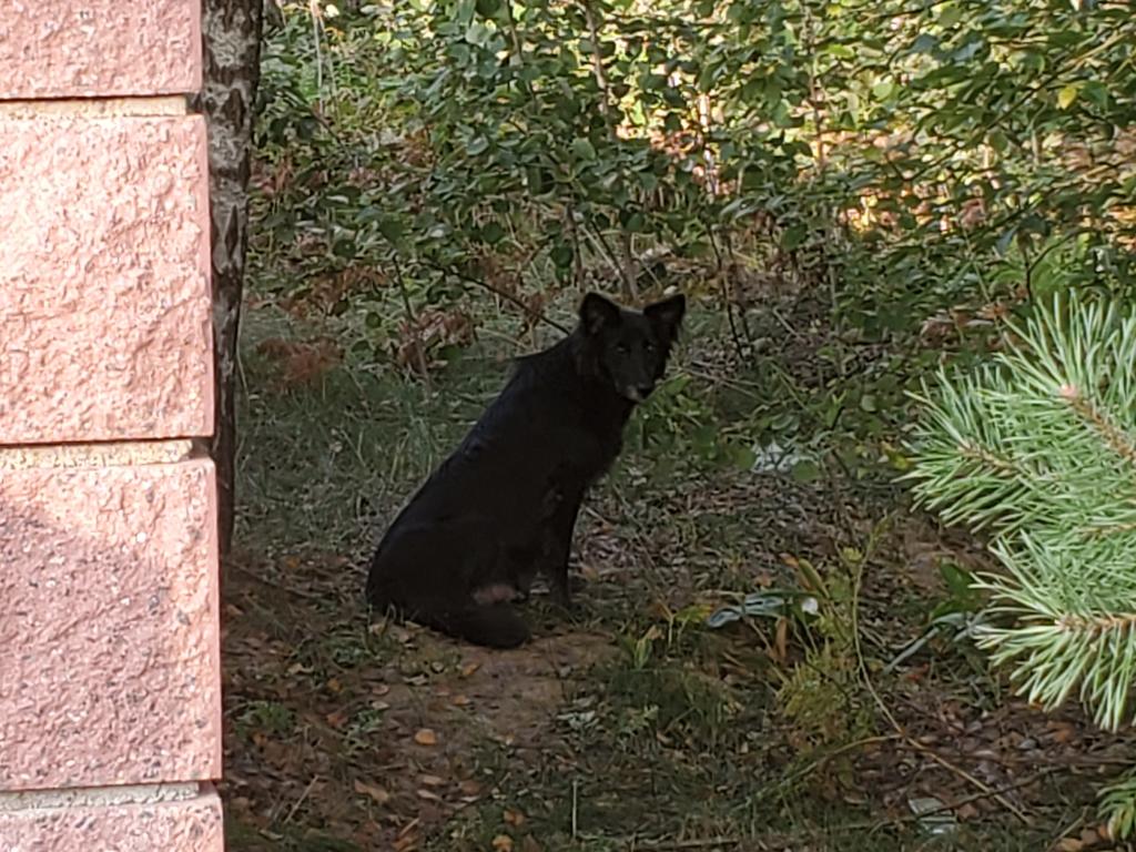 собака в колодищах1