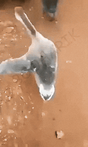 099.gif