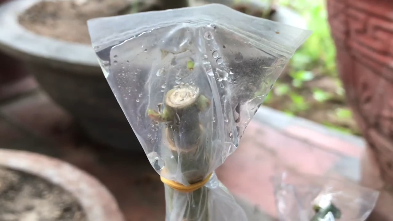 sprouted-adenium-graft-in-plastic-bag.jpg