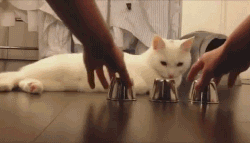 giphy-1