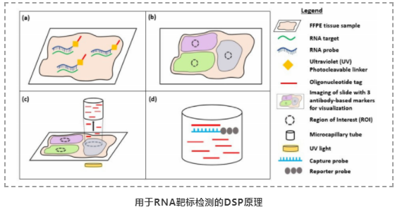 空间转录组技术在肿瘤免疫治疗中的应用潜力-3.png