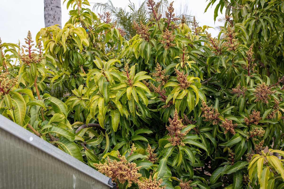 8U1A9362  Coconut Cream-Seacrest Mango Tree Flowering (2-24-24)