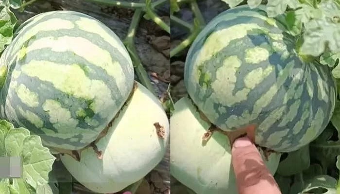 Seorang petani China mengklaim telah berhasil menciptakan buah hybrid perpaduan melon dan semangka. Penggagasnya ialah petani semangka berusai 40 tahun dari Fuyang, China yang disebut sebagai Tuan A oleh media lokal.