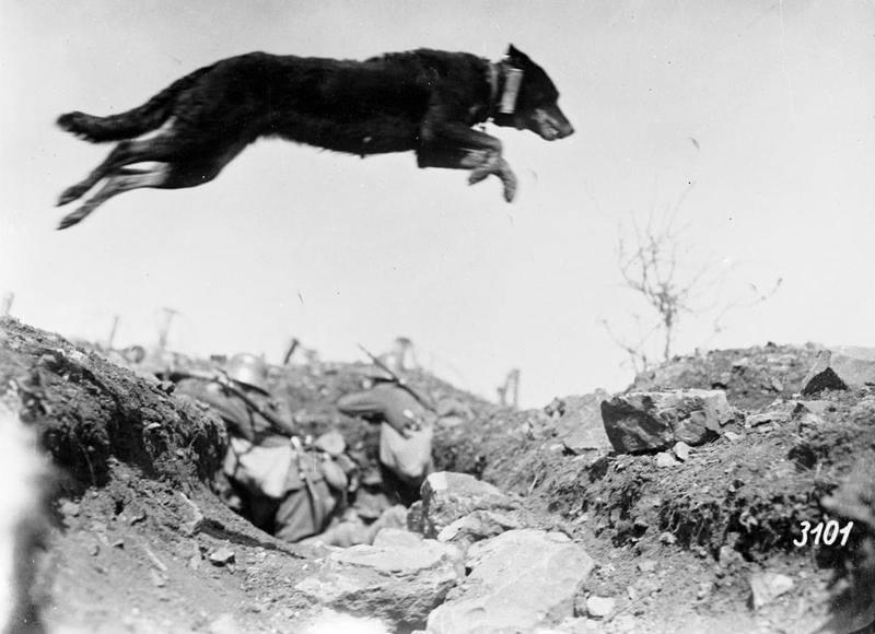 messenger-dog