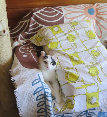 Slika