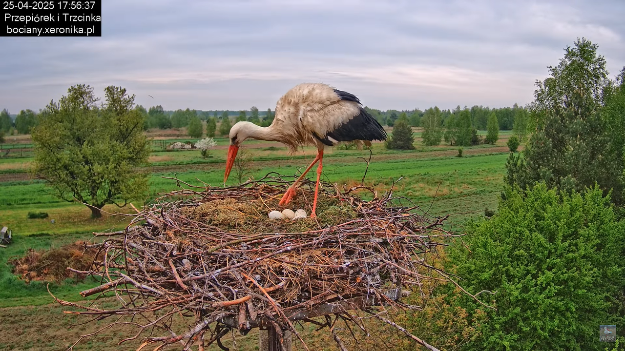 25042025bociany19