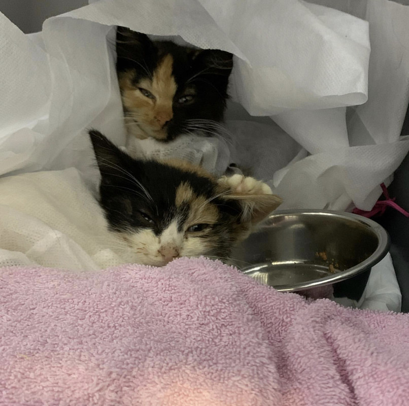 F43663F1-B93C-4F0E-BAAB-001DA57ACA25