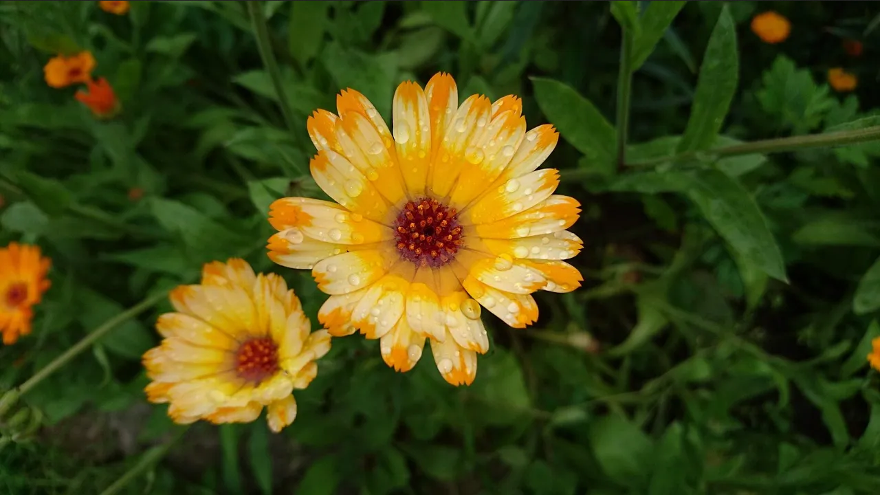 ¿Qué plantas poner en la cocina en el mes de octubre? Estas son las otoñales