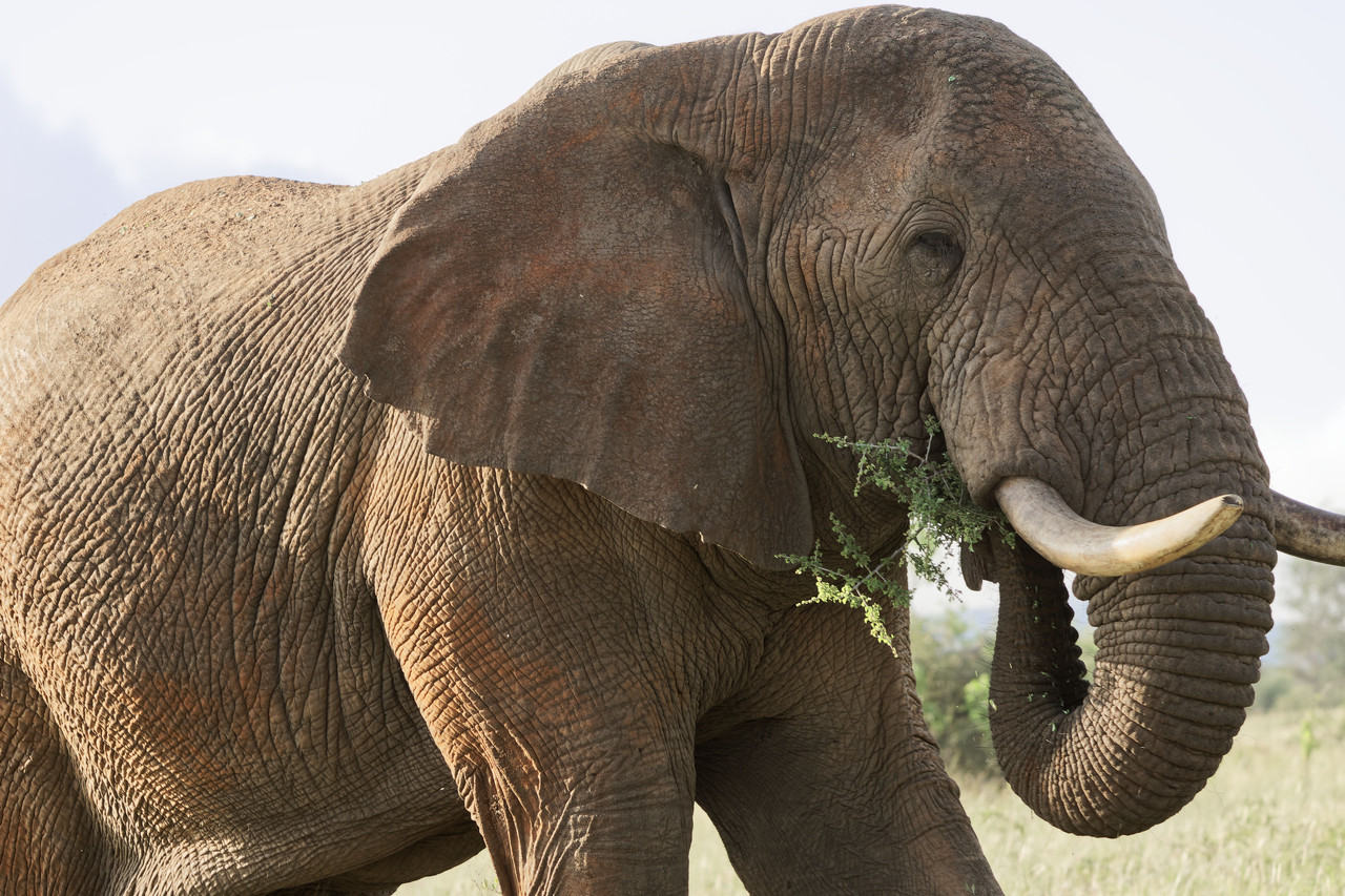 Elephants