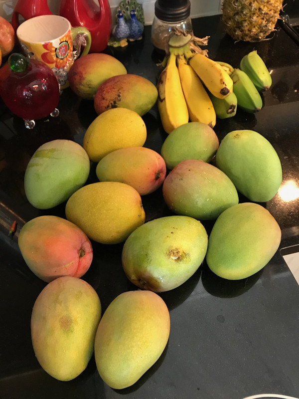 Mango Harvest 6 2017