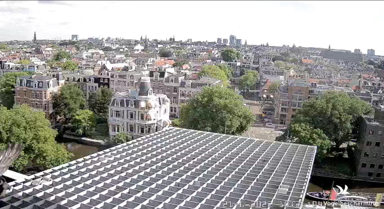 Amsterdam/Rijksmuseum screenshots © Beleef de Lente/Vogelbescherming Nederland - Pagina 30 Video-2022-06-21-103840-Moment-4