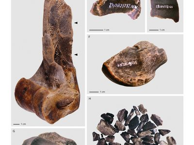 Knochen der Neandertaler Fettfabrik