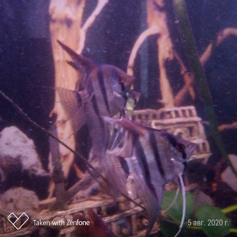 изображение_viber_2020-08-05_18-01-48