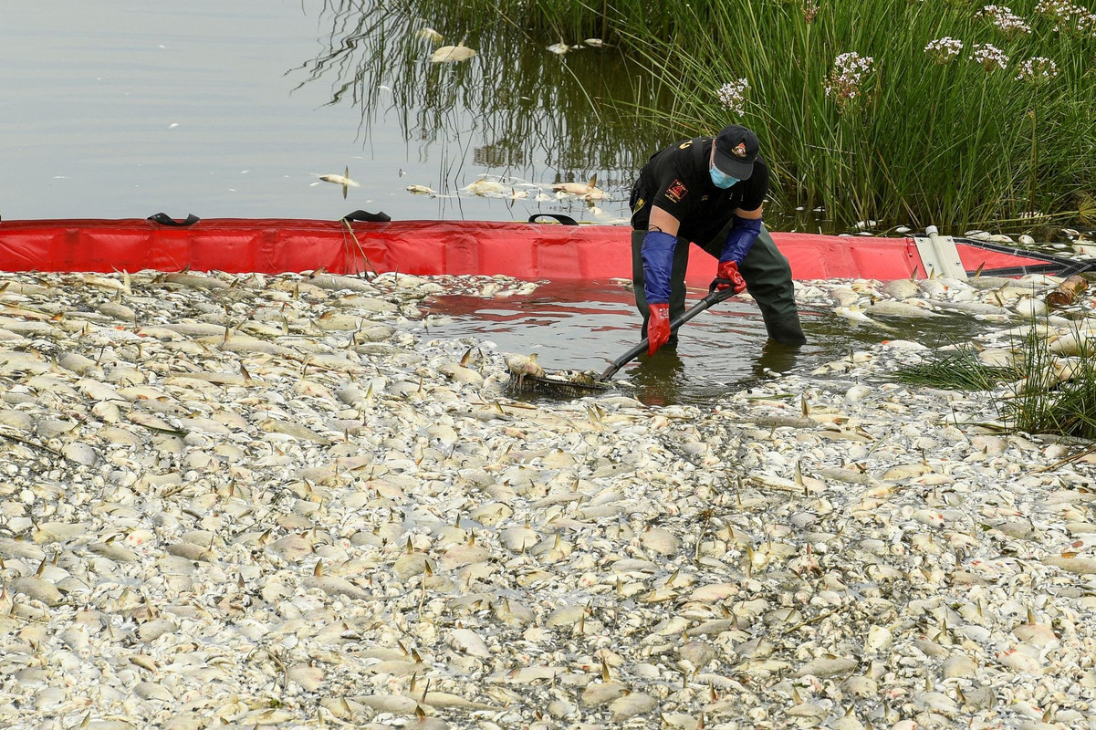Toneladas de peces muertos pone en alerta a Europa