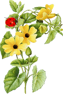 Flowers-Animated-Ladybug