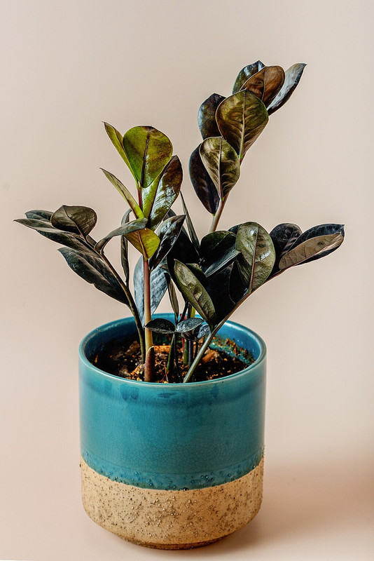 Black ZZ Plant