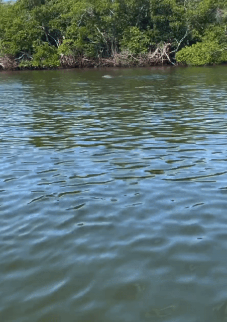 F7-AF93-A5-49-EA-49-B1-B550-C2516-DA0-AF06.gif