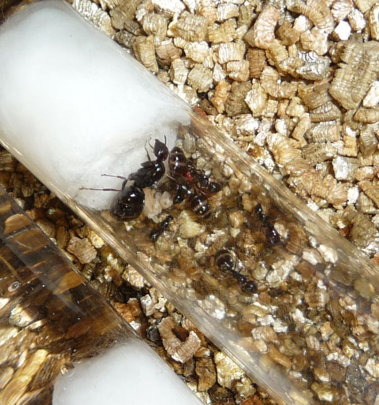 2506-Camponotus-Brood-Pile.jpg