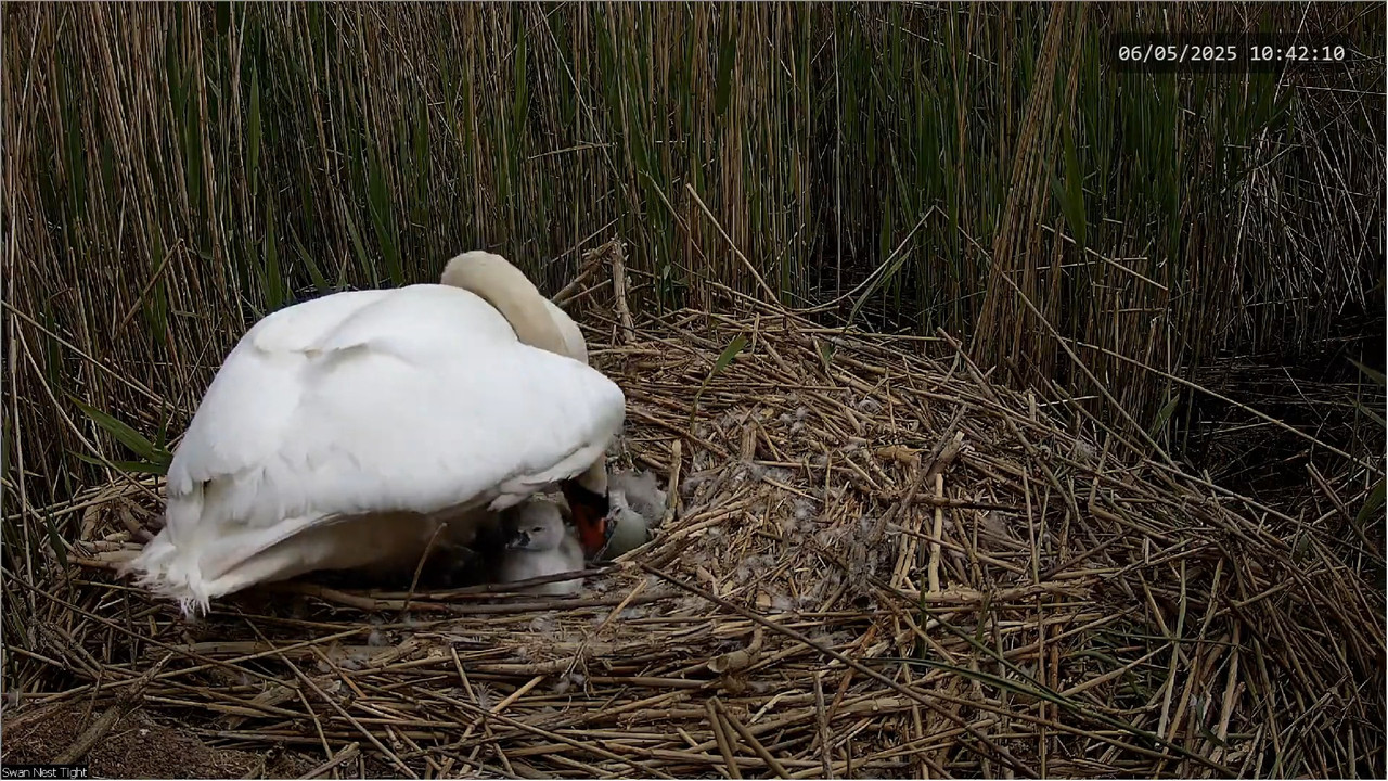 🔴 TIEŠRAIDES Gulbju ligzda 🦢 _ Putnu kameras _ Roberts E. Fullers 12-51-53 screenshot