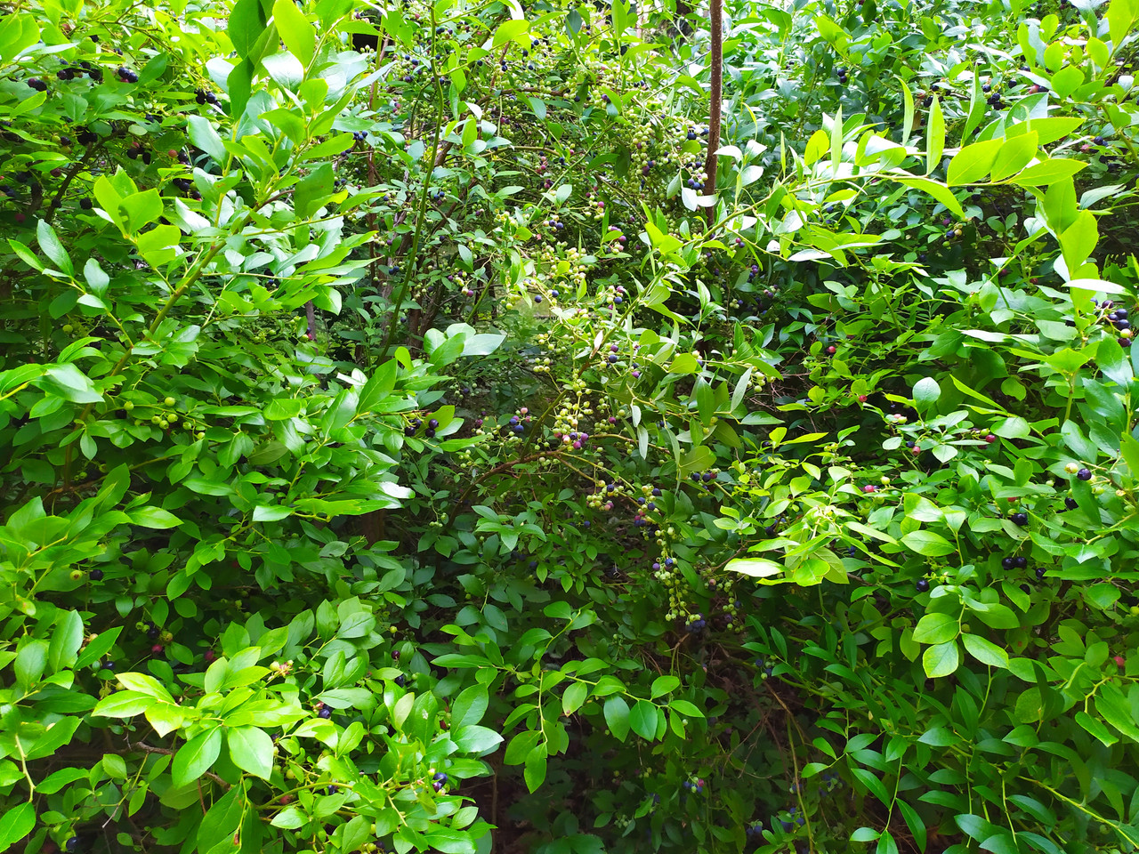 IMG 20260730 070303