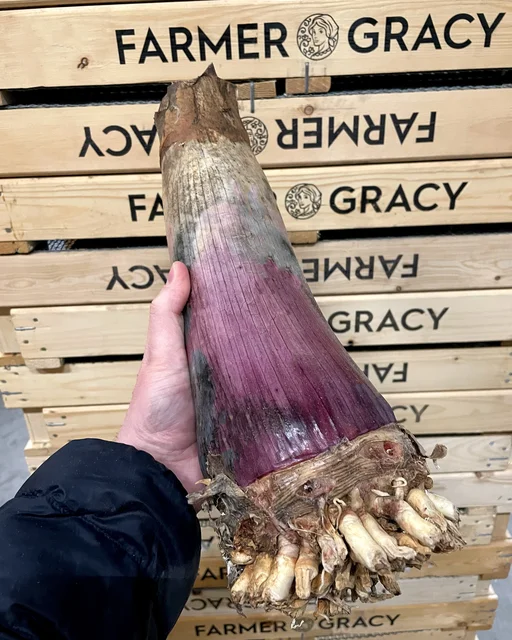 crinum-asiaticum-bulb-1