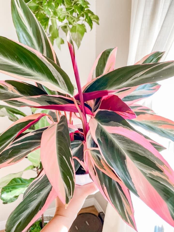 D5AB1F3F-8EAE-4374-A853-AA9D3D26E7F5